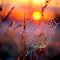 Spider web covered in dew with a colorful sunrise backdrop Royalty Free Stock Photo