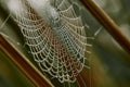 Spider web covered with dew drops between tree branches Royalty Free Stock Photo