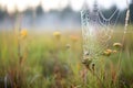 spider web covered with dew in a foggy meadow at early morning