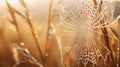 A spider web is covered with dew in the grass, AI