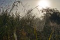 Spider web covered in dew Royalty Free Stock Photo