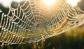 Dew-Covered Spider Web With Sun in Background Royalty Free Stock Photo