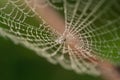 Spider web covered by morning dew drops Royalty Free Stock Photo