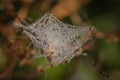 Spider web covered by morning dew drops on green plant Royalty Free Stock Photo