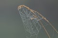 Dew covered spider web in soft light with cool blue green background Royalty Free Stock Photo