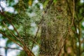 Spider Web Covered Morning Dew Royalty Free Stock Photo