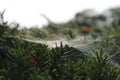 Spider web covered pine tree Royalty Free Stock Photo