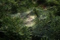 Spider web covered pine tree Royalty Free Stock Photo