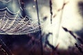 spider web covered with shiny drops of morning dew hanging on the grass in the corner on autumn meadow Royalty Free Stock Photo