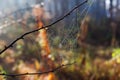 Spider web in autumn forest with dew, close-up Royalty Free Stock Photo