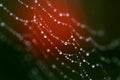 Spider Web Covered with Sparkling Dew Drops. selective focus Royalty Free Stock Photo