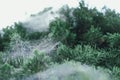 Spider web on green leaves of pine tree Royalty Free Stock Photo