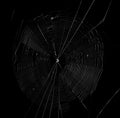 Spider web in the dark background Royalty Free Stock Photo