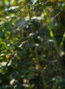 Spider web in the dark forest, the morning dew.Morning dew on a spider web.The kingdom of the spiders in a dark forest Royalty Free Stock Photo