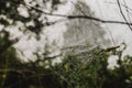 Spider web. Dark and moody feel. Selective focus. Big cobweb close-up with dew drops Royalty Free Stock Photo