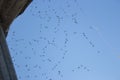 Spider web with dead mosquitos on blue sky background. Insect life. Insects in spider web. Victims concept. Trap and catch concept