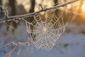 A spider web delicately suspended from a tree branch in nature, Frosty cobwebs sparkling in morning light, AI Generated