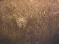 Spider web with spider in dense grass at sunrise Royalty Free Stock Photo