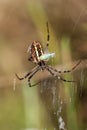 Spider on a web.