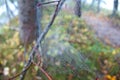 Spider web detail with a morning dew in forest Royalty Free Stock Photo