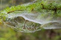 Spider web detail with a morning dew Royalty Free Stock Photo