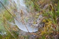 Spider web detail with a morning dew Royalty Free Stock Photo