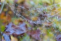 Spider web detail with a morning dew Royalty Free Stock Photo