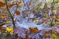 Spider web detail with a morning dew Royalty Free Stock Photo