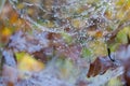 Spider web detail with a morning dew Royalty Free Stock Photo