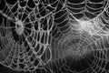 Spider web with dew