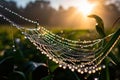 spider web in the dew on background of a green grass. Royalty Free Stock Photo
