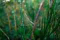 A spider web dew beaded Royalty Free Stock Photo