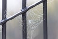 Spider web with dew on a cold frosty morning Royalty Free Stock Photo