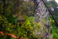 Spider web with dew. Dew on the top of the mountain Royalty Free Stock Photo