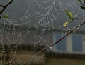 Spider web Royalty Free Stock Photo
