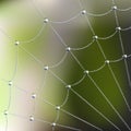 Spider web with dew drops Royalty Free Stock Photo