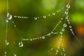 Spider Web Dew Drops Royalty Free Stock Photo