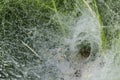 Spider web dew drops Royalty Free Stock Photo