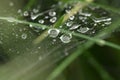 The spider web with dew drops. Abstract background Royalty Free Stock Photo