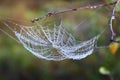 Spider web in dew drops on branches Royalty Free Stock Photo