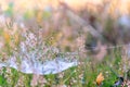 Spider web with dew drops on bushes of Calluna vulgaris plant, autumn time Royalty Free Stock Photo