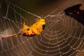 Spider web in dew drops close-up on a blurry background. A yellow gold leaf fell on the cobweb Royalty Free Stock Photo
