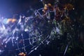 Spider web with dew drops close-up. Natural background, night scene. Cobweb ,spiderweb with water drop