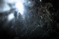 Spider web with dew drops close-up. Natural background, night scene. Cobweb ,spiderweb with water drop Royalty Free Stock Photo