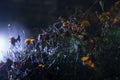 Spider web with dew drops close-up. Natural background, night scene. Cobweb ,spiderweb with water drop Royalty Free Stock Photo