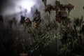 Spider web with dew drops close-up. Natural background, night scene. Cobweb ,spiderweb with water drop