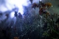 Spider web with dew drops close-up. Natural background, night scene. Cobweb ,spiderweb with water drop