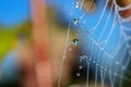 Spider web with dew drops closeup on a blue sky backgrond Royalty Free Stock Photo