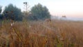 Spider web with dew drops closeup at summer morning sunrise, river Vorskla, Ukraine Royalty Free Stock Photo