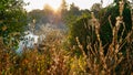 Spider web with dew drops closeup at summer morning sunrise, river Vorskla, Ukraine Royalty Free Stock Photo